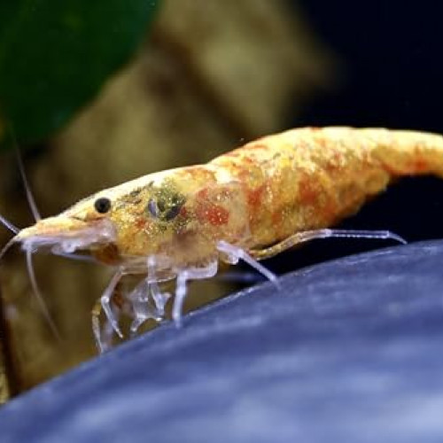 Crevettes Koi Sumburt