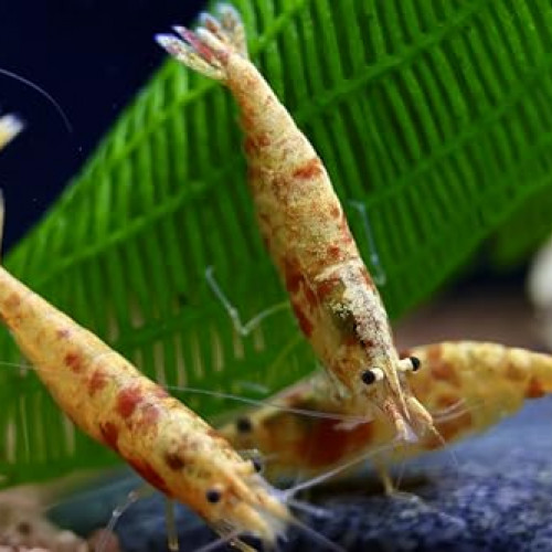 Crevettes Koi Sumburt