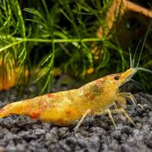 Crevettes Koi Sumburt