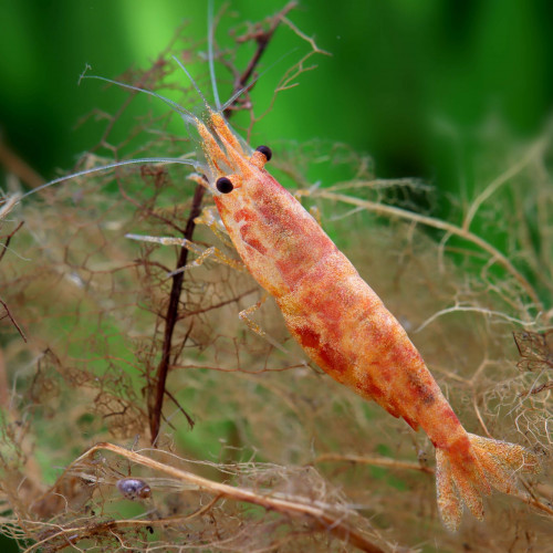 Crevettes Koi Sumburt