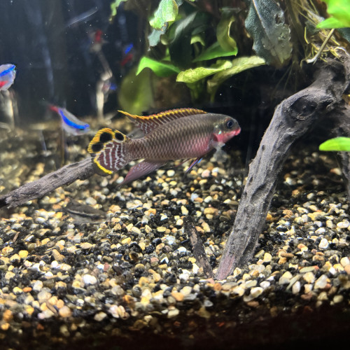 PELVICACHROMIS TAENIATUS PULCHER "NIGERIA RED"