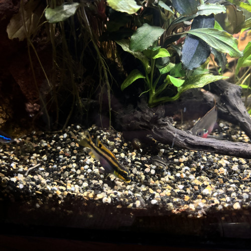 PELVICACHROMIS TAENIATUS PULCHER "NIGERIA RED"