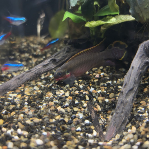 PELVICACHROMIS TAENIATUS PULCHER "NIGERIA RED"