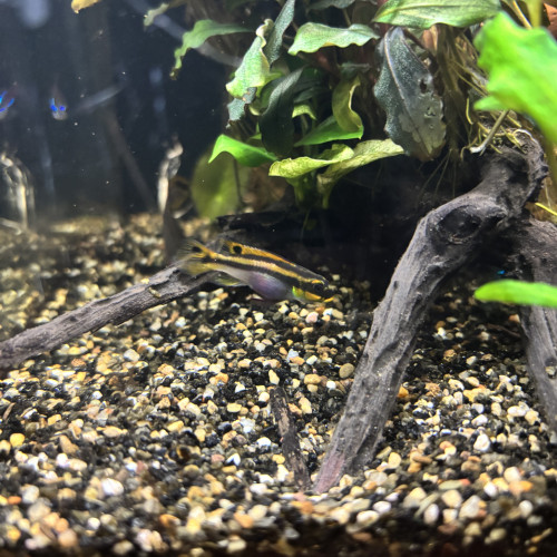 PELVICACHROMIS TAENIATUS PULCHER "NIGERIA RED"