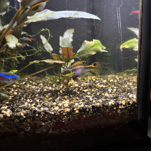 PELVICACHROMIS TAENIATUS PULCHER "NIGERIA RED"