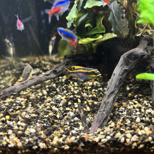 PELVICACHROMIS TAENIATUS PULCHER "NIGERIA RED"