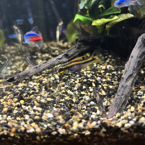 PELVICACHROMIS TAENIATUS PULCHER "NIGERIA RED"