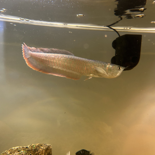 Arowana Osteoglossum environ 26cm