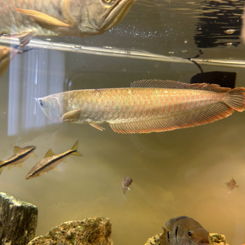 Arowana Osteoglossum environ 26cm
