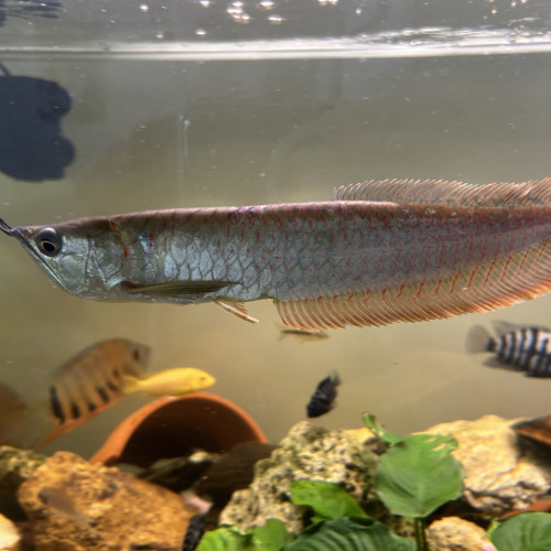 Arowana Osteoglossum environ 26cm