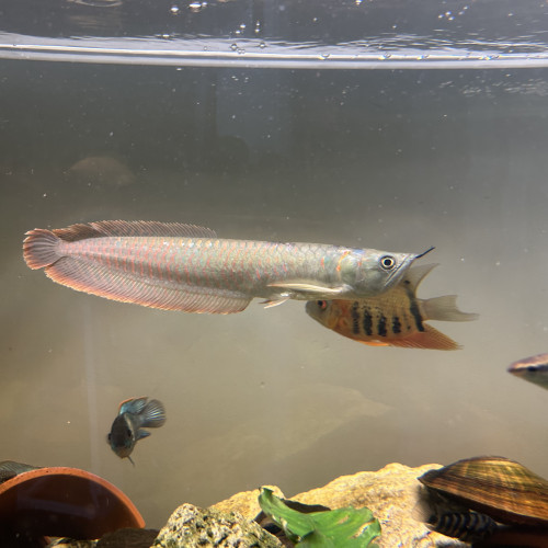 Arowana Osteoglossum environ 26cm