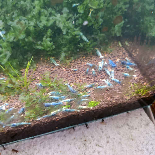 Caridina Blue bolt