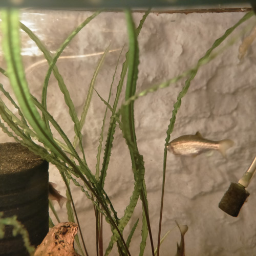 Danios