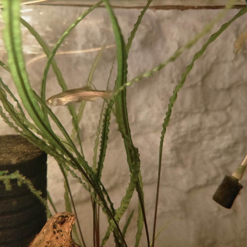 Danios