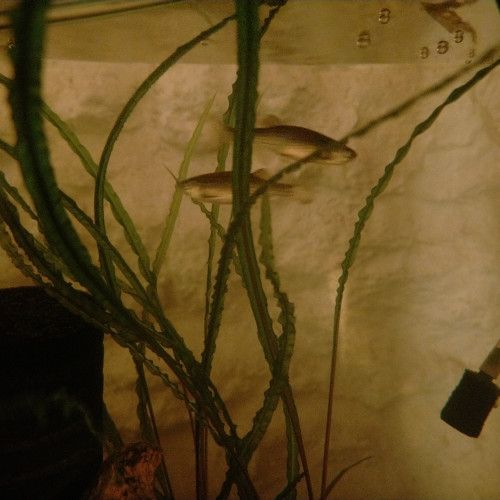 Danios