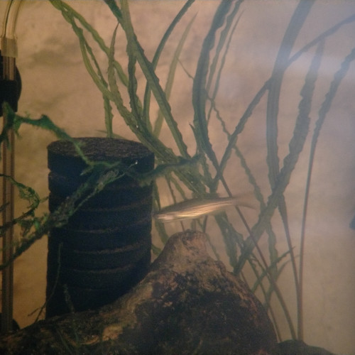 Danios