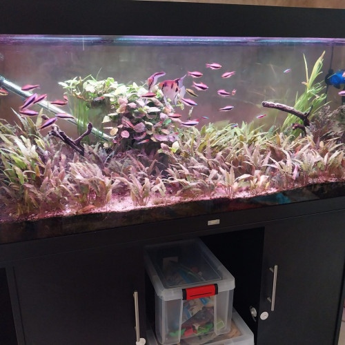 Vend Aquarium complet 450 L