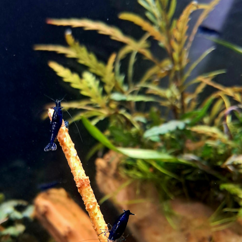Neocaridina davidi "Blue Diamond"