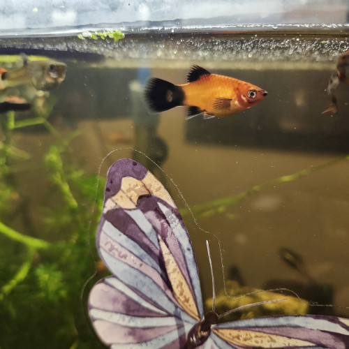 Platy - noir et orange et Mickey Mouse