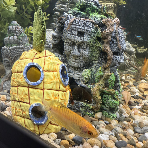 2 gouramis