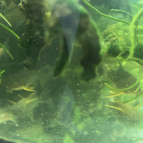 Couple de corydoras