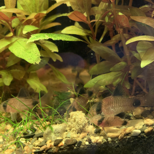 corydoras PANDA