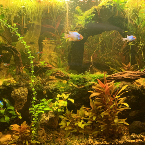 corydoras PANDA