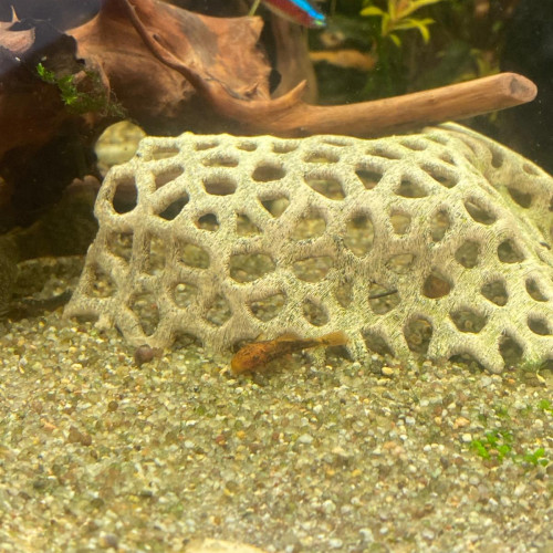 Ancistrus orange et noir