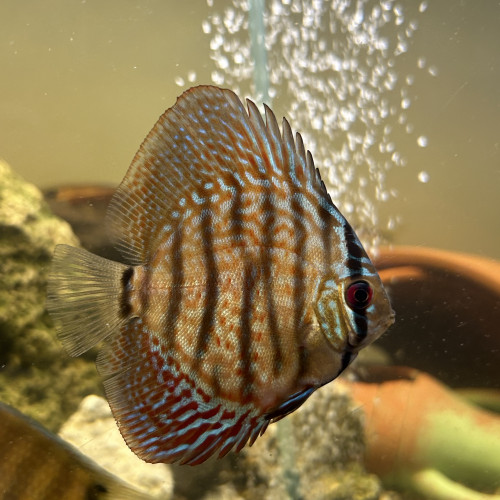 Un Discus 8cm