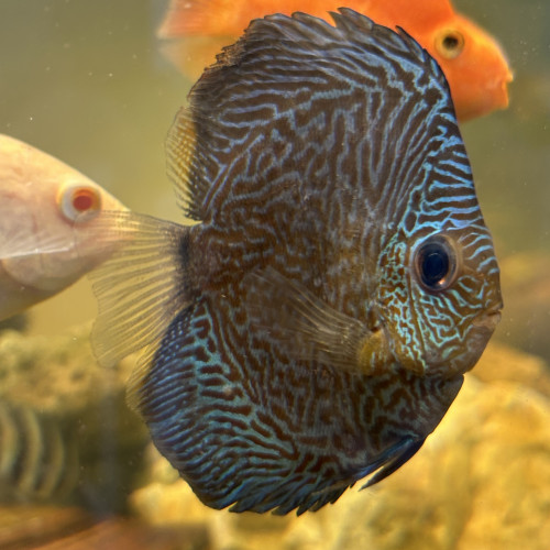 Un discus 10cm