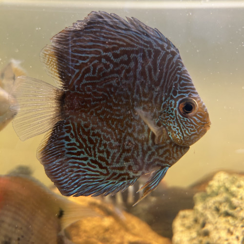 Un discus 10cm