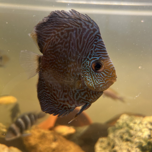 Un discus 10cm