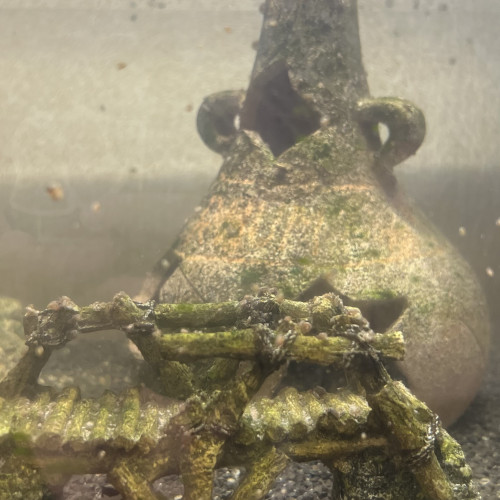 aquarium 60 L + 2 poissons