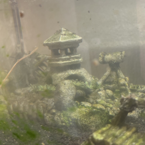 aquarium 60 L + 2 poissons