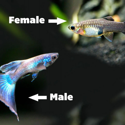 Guppy Moscow Blue