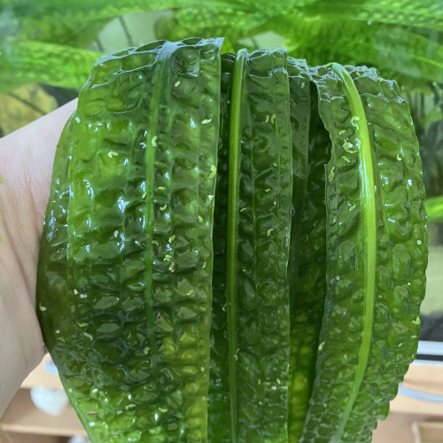 Cryptocoryne aponogetifolia de 1.5 m de long