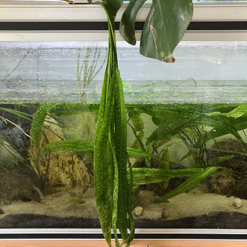 Cryptocoryne aponogetifolia de 1.5 m de long