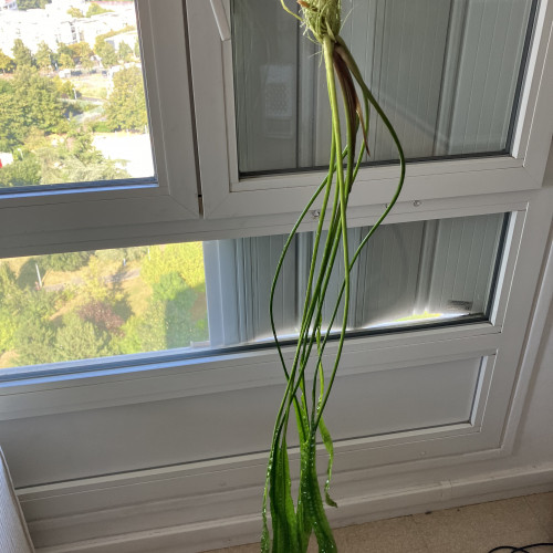 Cryptocoryne aponogetifolia de 1.5 m de long