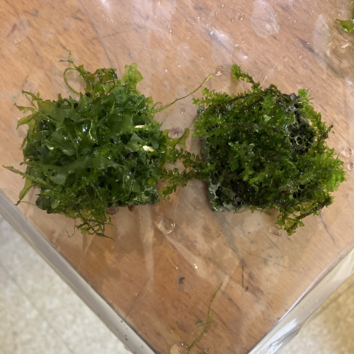 Rare moss /varech sûr biocerapond