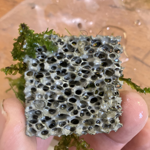 Rare moss /varech sûr biocerapond