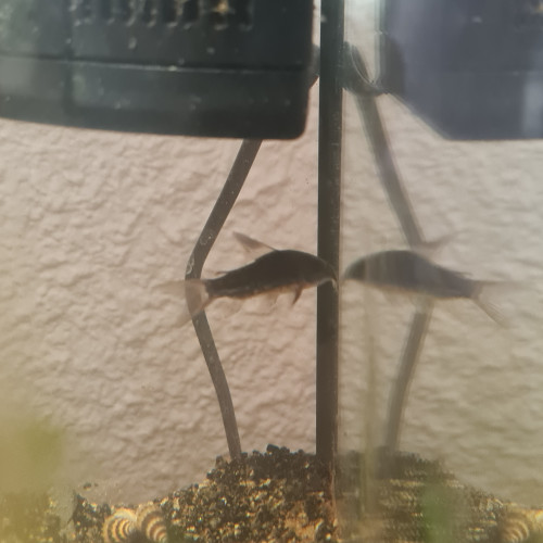 Don de poisson d'eau douce