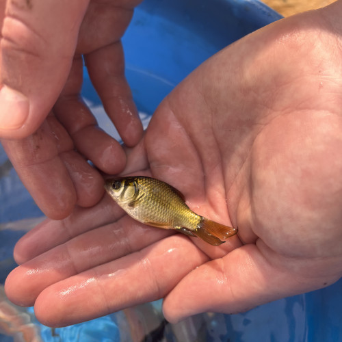 Donne poisson d’eau douce