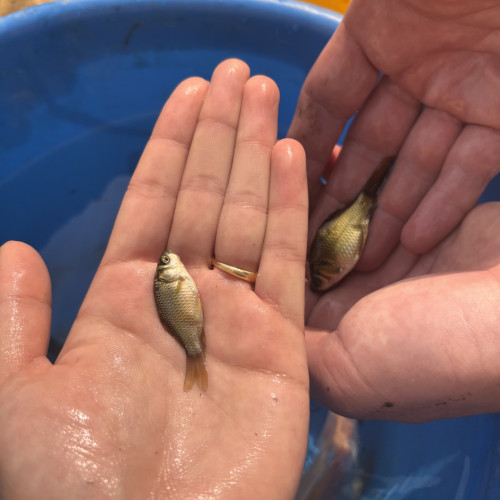 Donne poisson d’eau douce