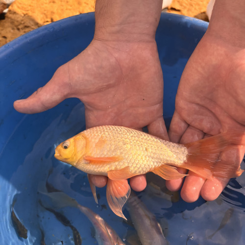 Donne poisson d’eau douce