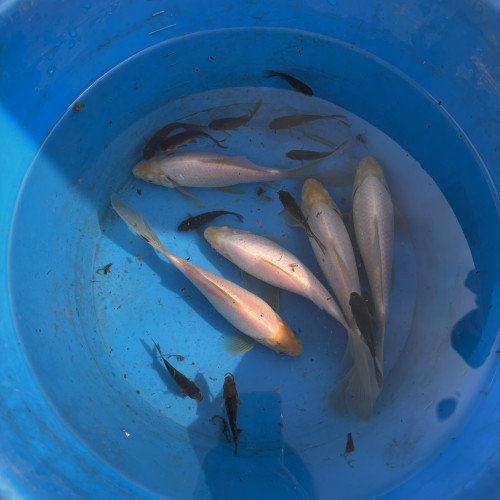 Donne poisson d’eau douce