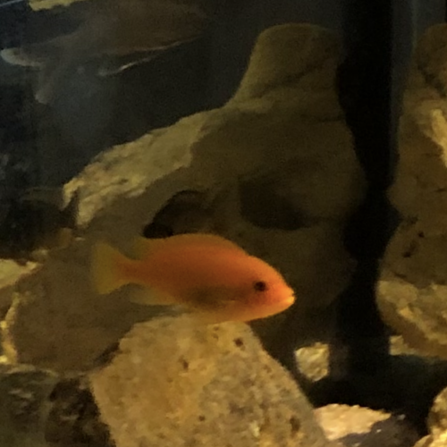 Donne poissons