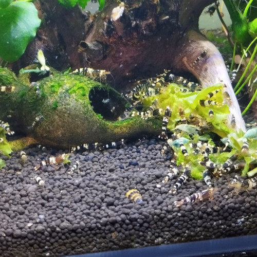 Taïwan bee mix