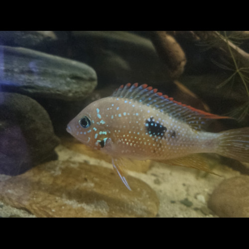 thorichthys ellioti