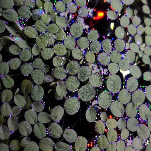 Salvinia plante flottante