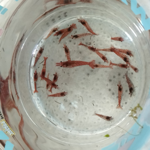 RedCherry Declassées